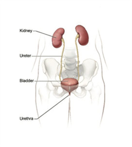 Nephro-Urology