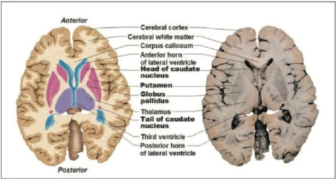 Neurology