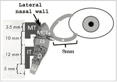 Ophthalmology