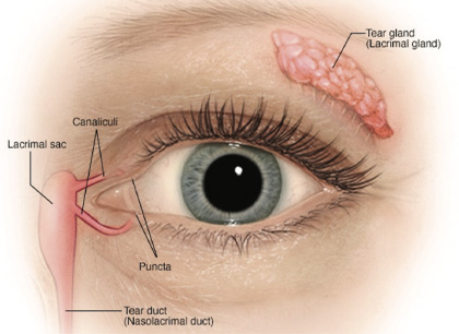 Ophthalmology